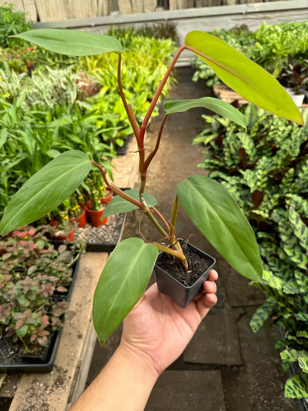 Philodendron Red Emerald houseplant