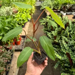 Philodendron Red Emerald — additional view