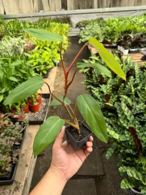 Philodendron Red Emerald — additional view