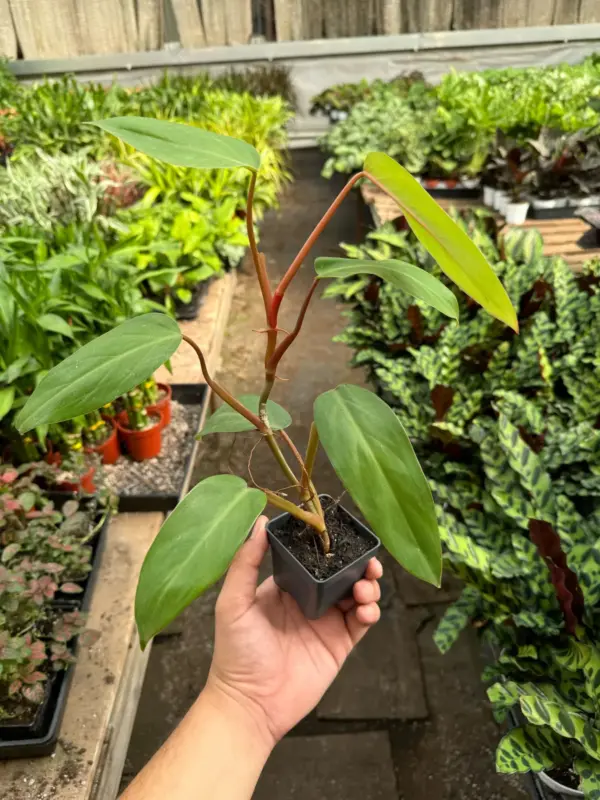 Philodendron Red Emerald — additional view