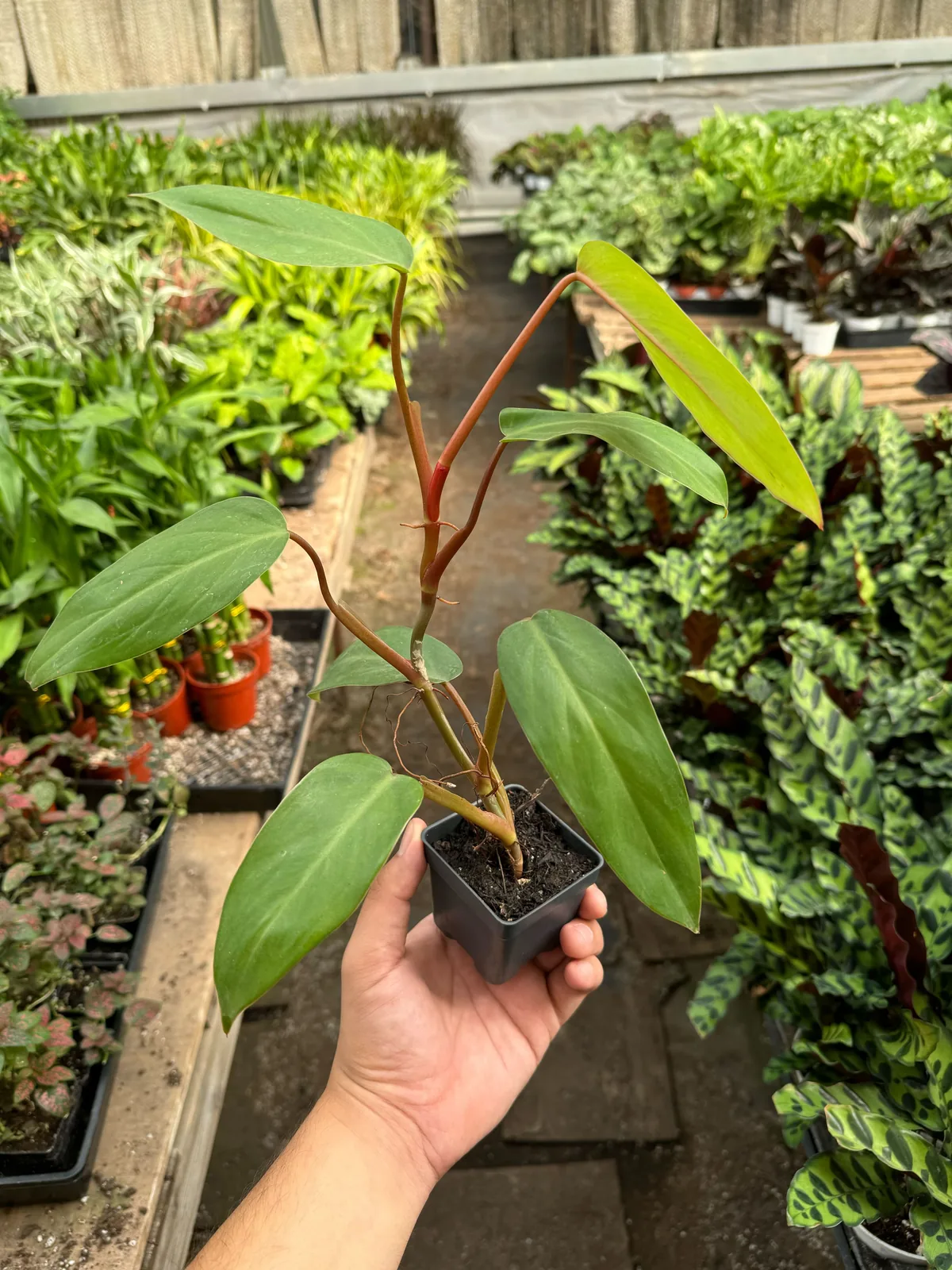 Philodendron Red Emerald — additional view