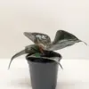Philodendron 'Red Heart' houseplant