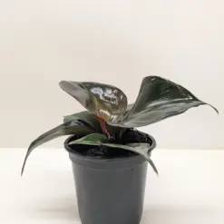 Philodendron 'Red Heart' houseplant