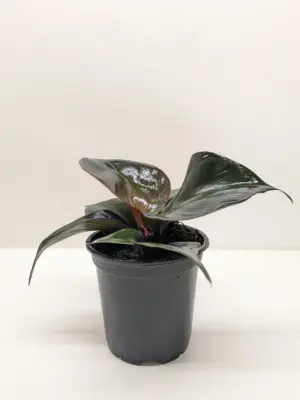 Philodendron 'Red Heart' houseplant