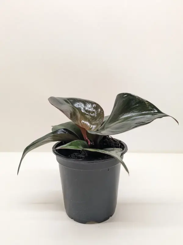 Philodendron 'Red Heart' houseplant