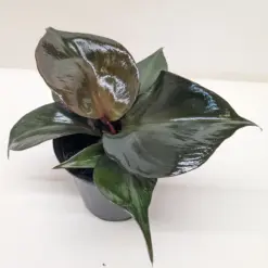 Philodendron 'Red Heart' — additional view