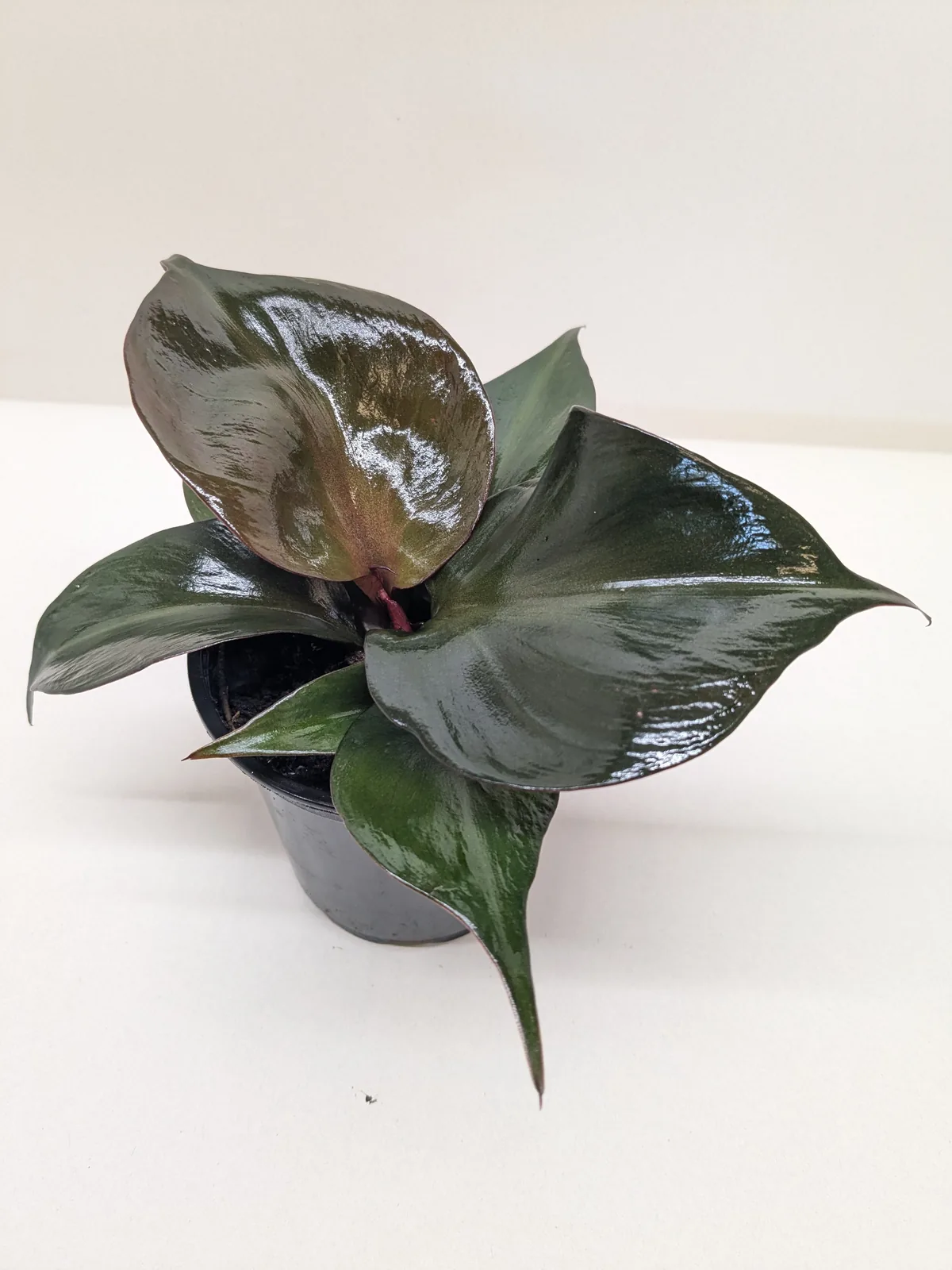 Philodendron 