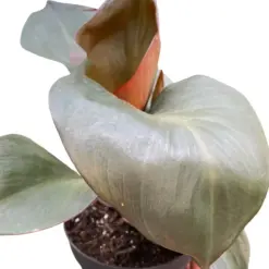 Philodendron 'Red Heart' — square crop