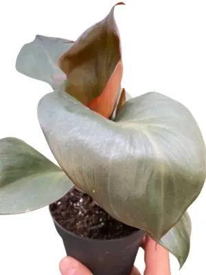 Philodendron 'Red Heart' — square crop