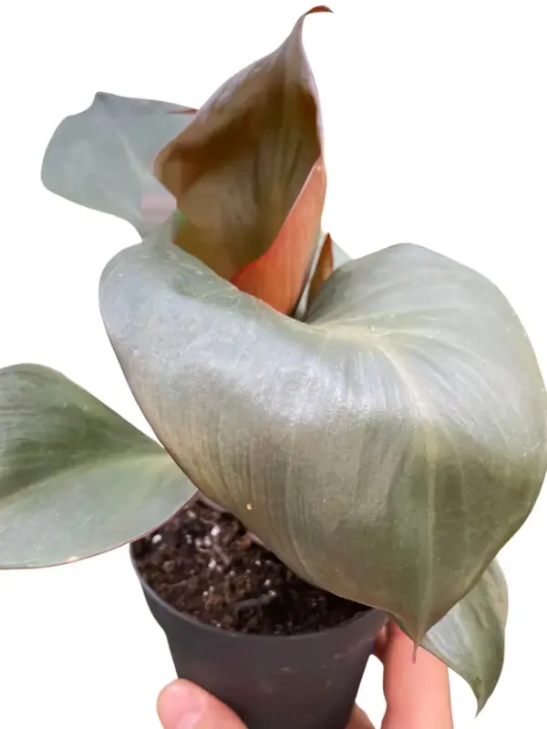 Philodendron 'Red Heart' — square crop