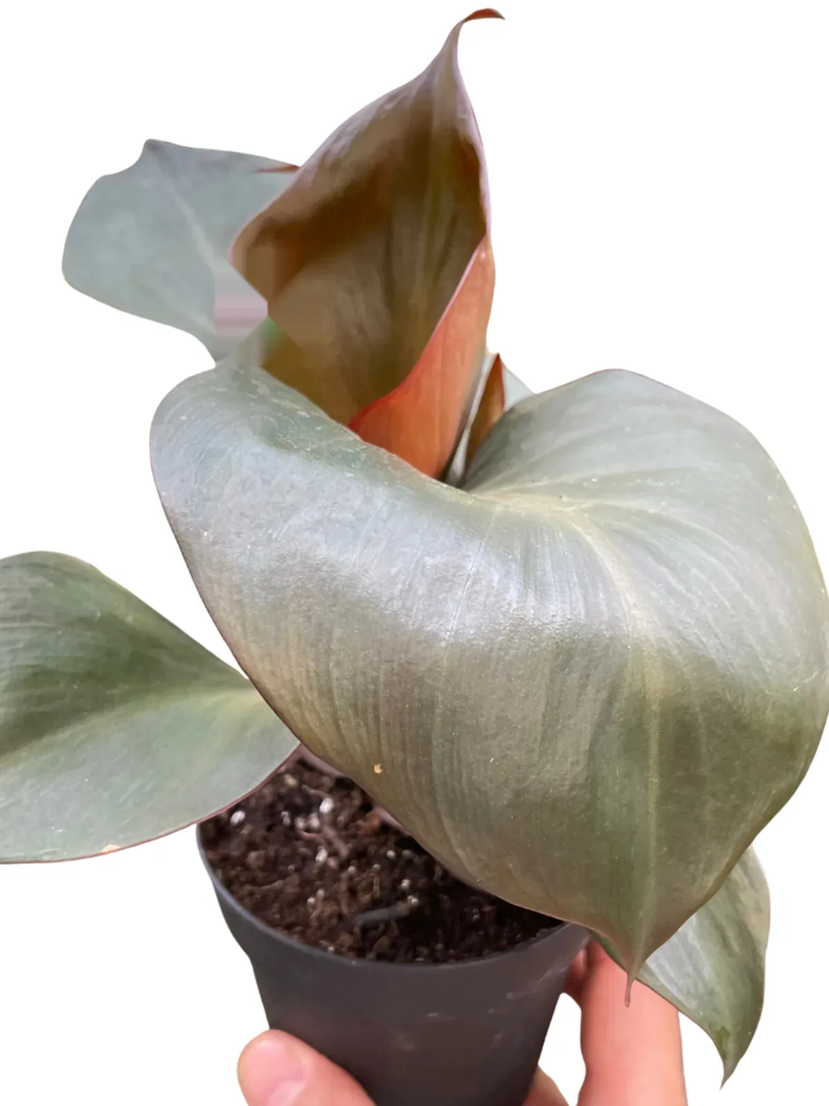 Philodendron 