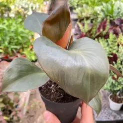 Philodendron 'Red Heart' — additional view