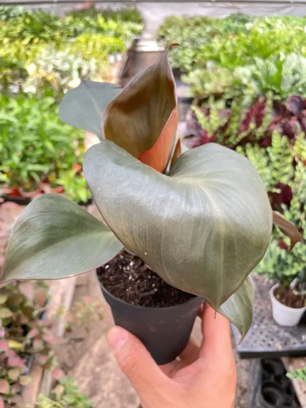Philodendron 'Red Heart' — additional view