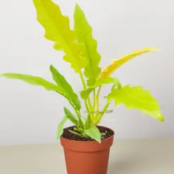 Philodendron 'Golden Ring of Fire' houseplant