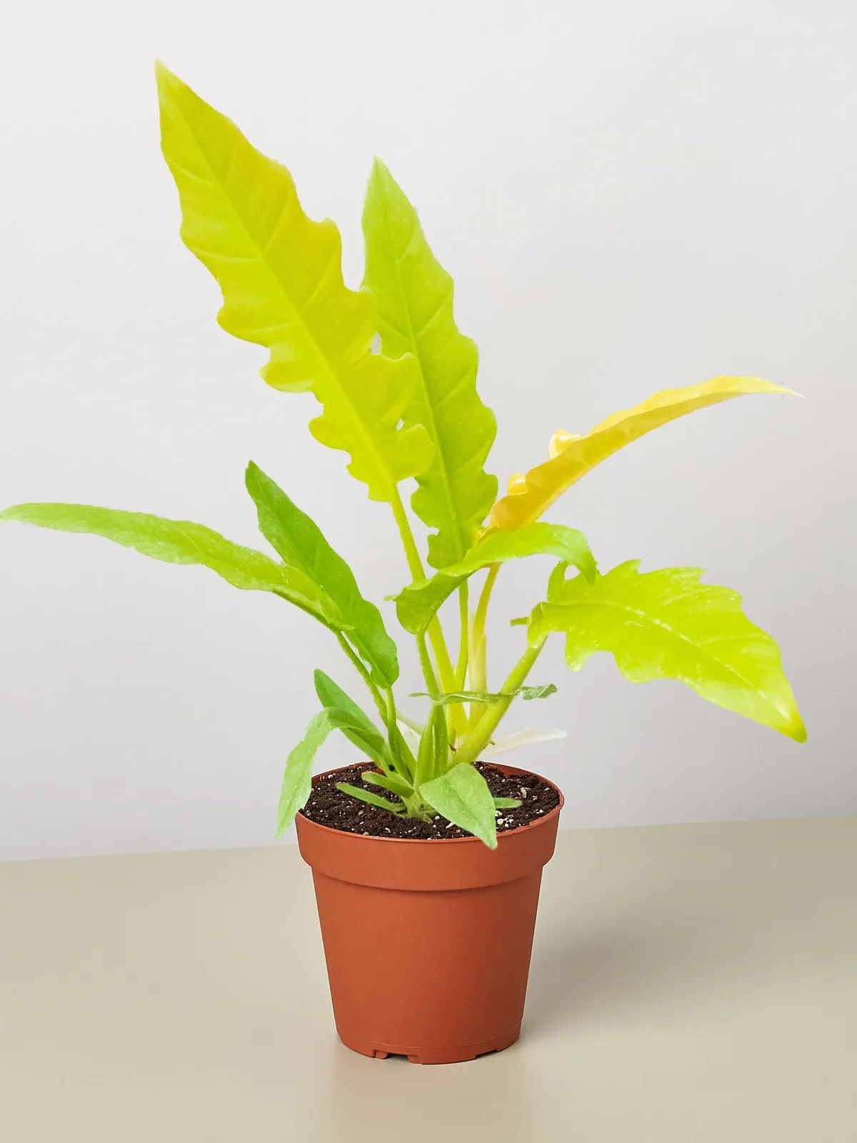 Philodendron 