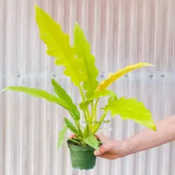 Philodendron 'Golden Ring of Fire' — additional view