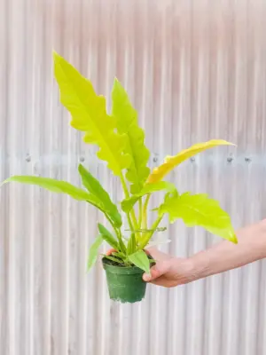 Philodendron 'Golden Ring of Fire' — additional view