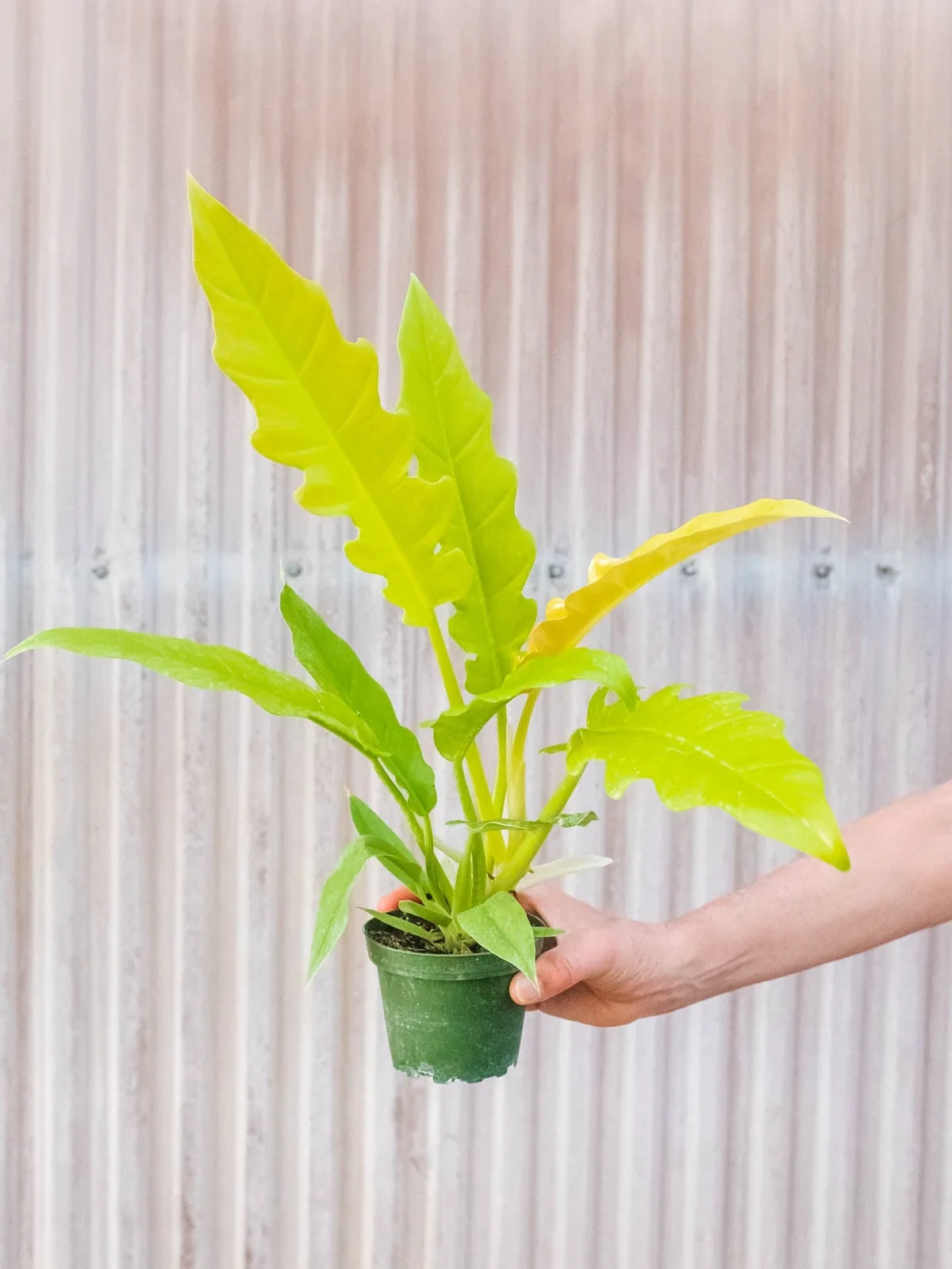 Philodendron 