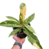 Philodendron 'Variegated Ring of Fire ' houseplant