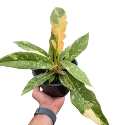 Philodendron 'Variegated Ring of Fire ' houseplant