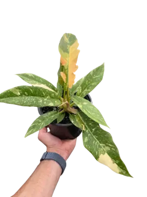 Philodendron 'Variegated Ring of Fire ' houseplant