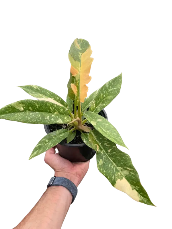Philodendron 'Variegated Ring of Fire ' houseplant