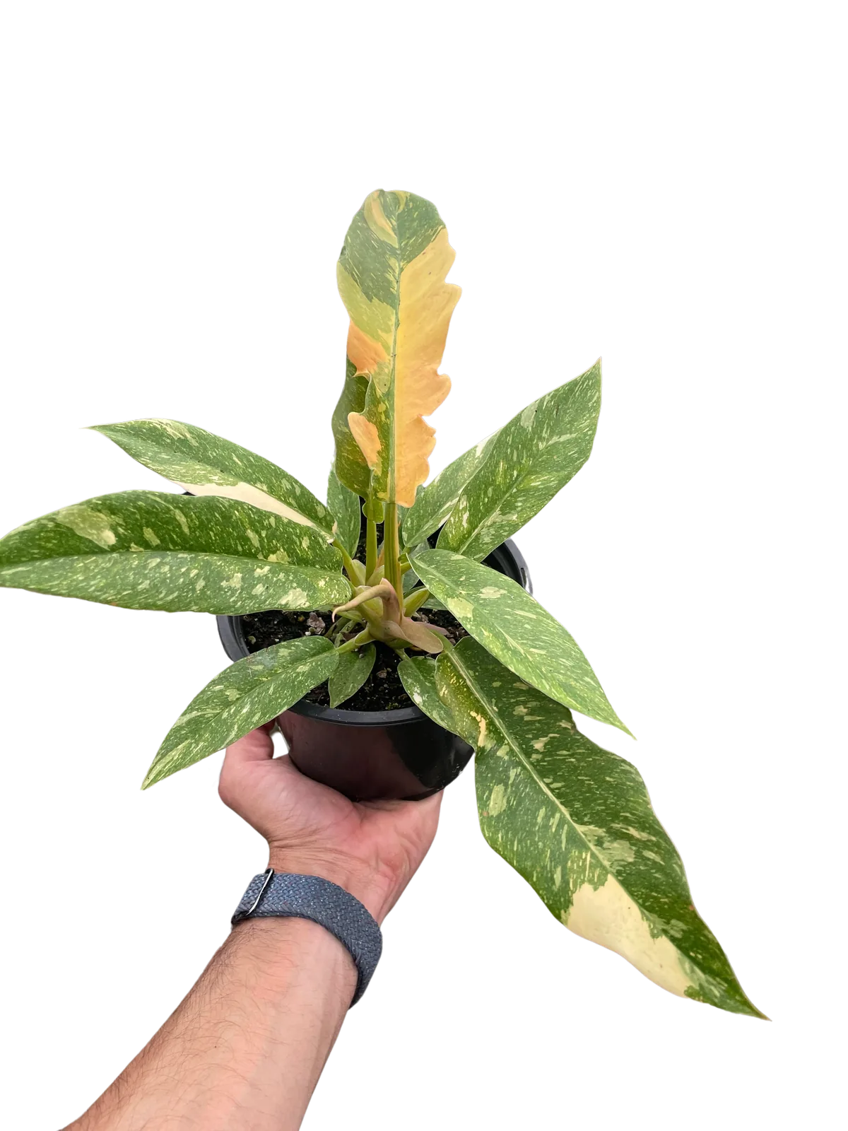 Philodendron 