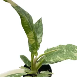 Philodendron 'Variegated Ring of Fire ' — square crop