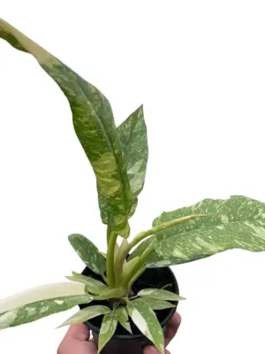 Philodendron 'Variegated Ring of Fire ' — square crop