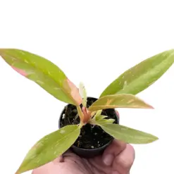 Philodendron 'Variegated Ring of Fire ' — square crop