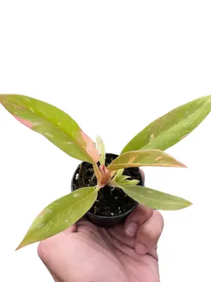 Philodendron 'Variegated Ring of Fire ' — square crop