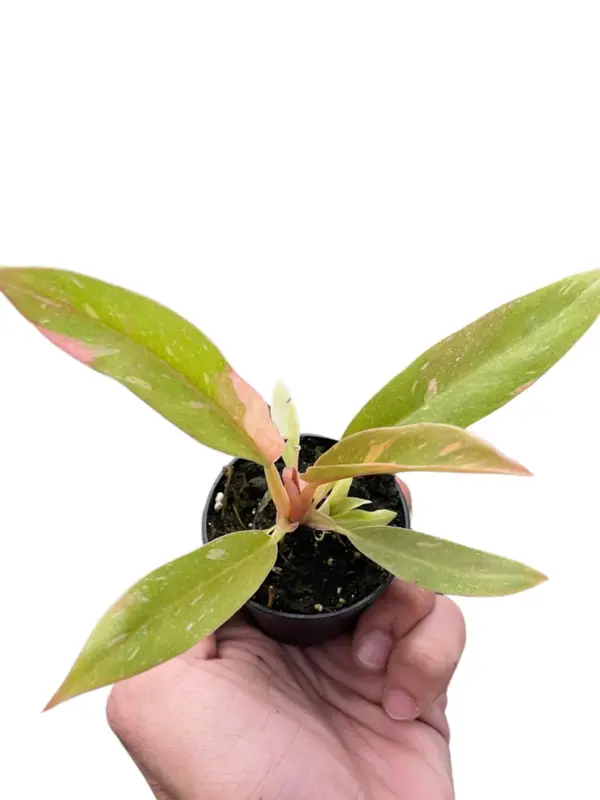 Philodendron 'Variegated Ring of Fire ' — square crop