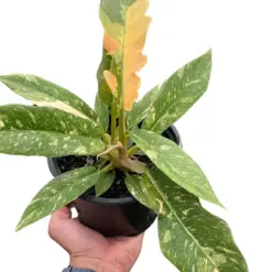 Philodendron 'Variegated Ring of Fire ' — square crop