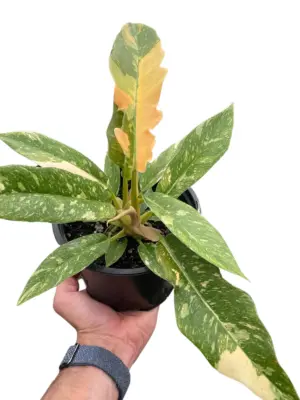 Philodendron 'Variegated Ring of Fire ' — square crop