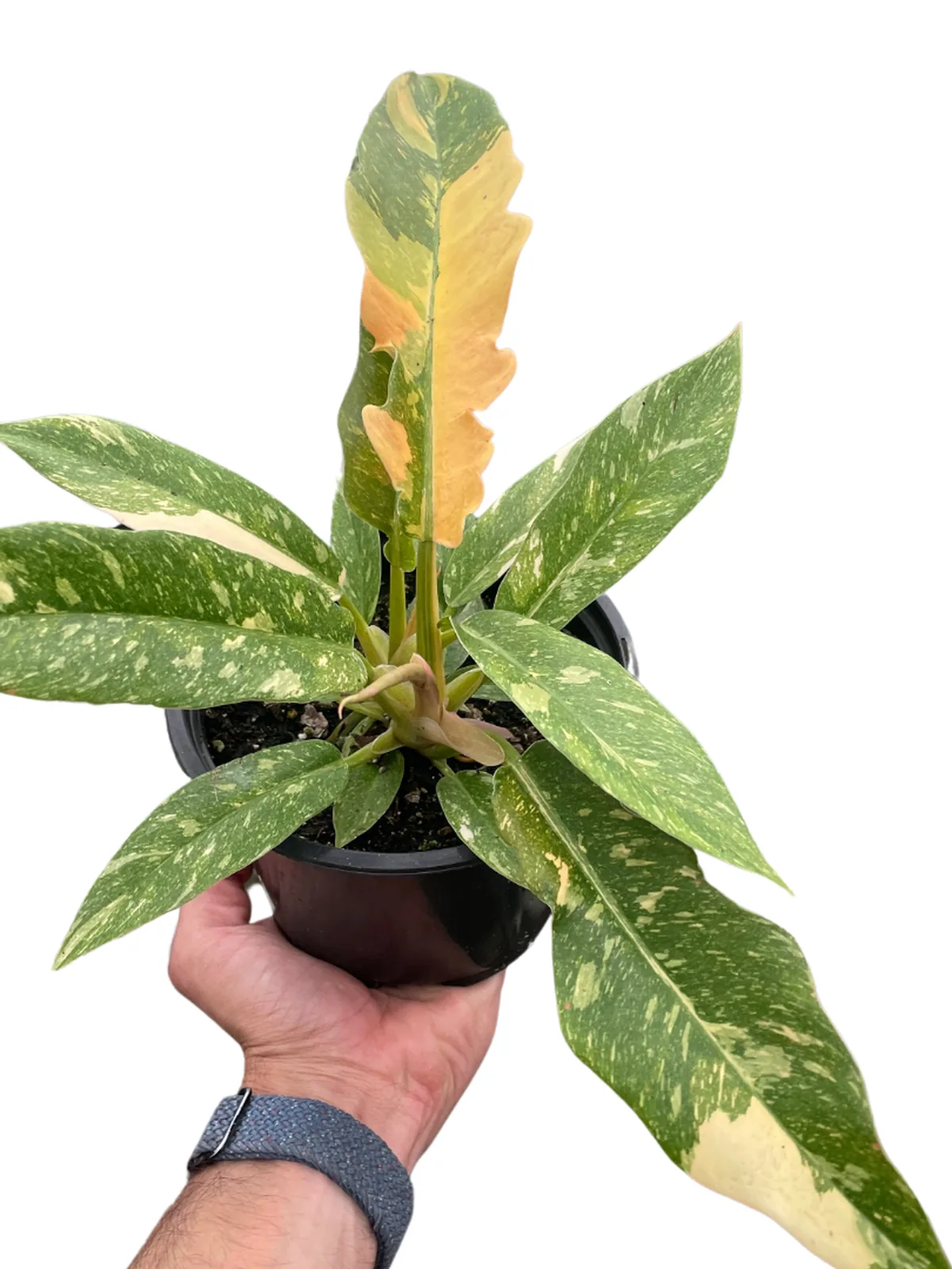 Philodendron 