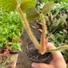 Philodendron 'Serpens' houseplant