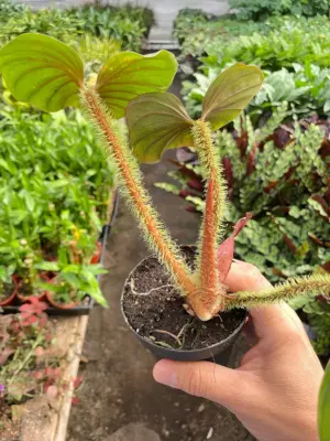 Philodendron 'Serpens' houseplant