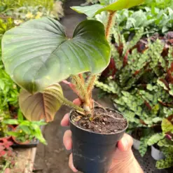 Philodendron 'Serpens' — additional view