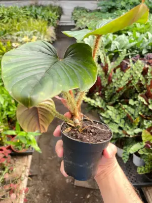Philodendron 'Serpens' — additional view