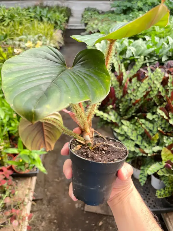 Philodendron 'Serpens' — additional view