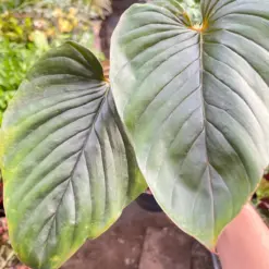 Philodendron 'Serpens' — additional view