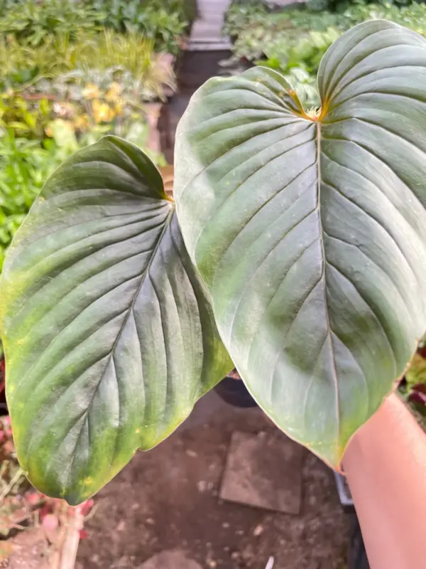 Philodendron 'Serpens' — additional view