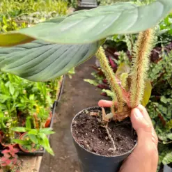 Philodendron 'Serpens' — additional view