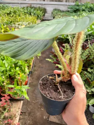Philodendron 'Serpens' — additional view