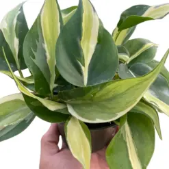 Philodendron 'Silver Stripe' houseplant