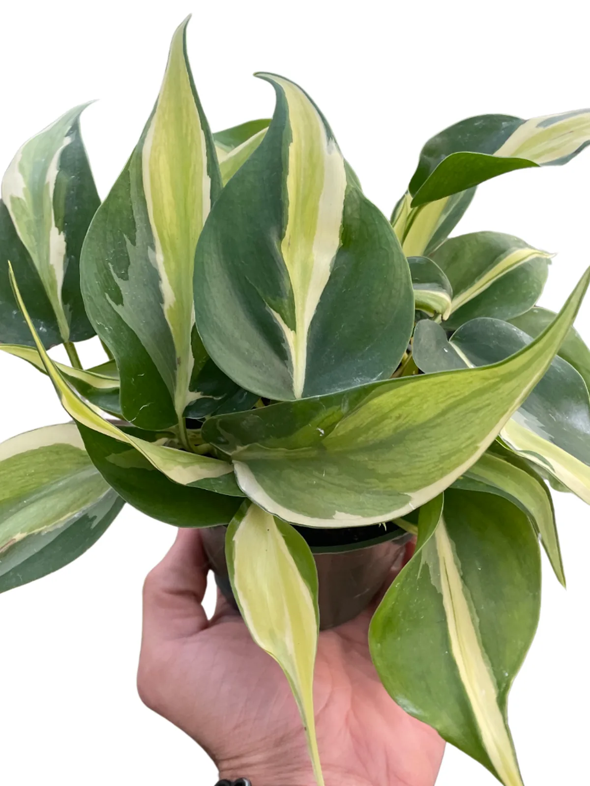 Philodendron 