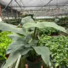 Philodendron 'Silver Sword' houseplant