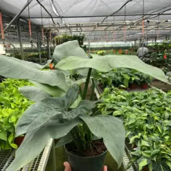 Philodendron 'Silver Sword' houseplant