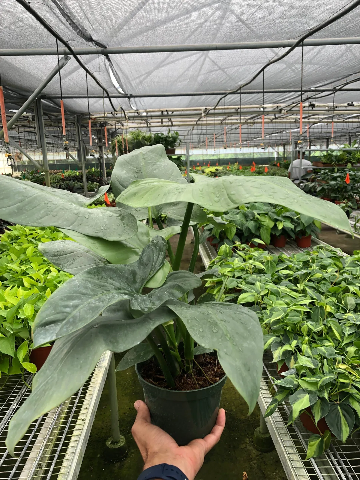 Philodendron 