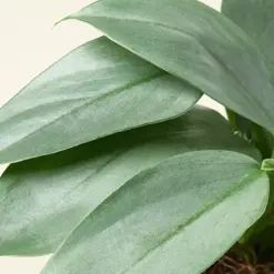 Philodendron 'Silver Sword' — additional view